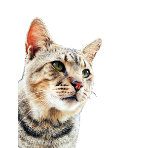 Close Up Shot Of A Tabby Cat With Green Eyes, Focused And Serene. Perfect For Pet Lovers. 14805 - Cat PNG image with transparent background